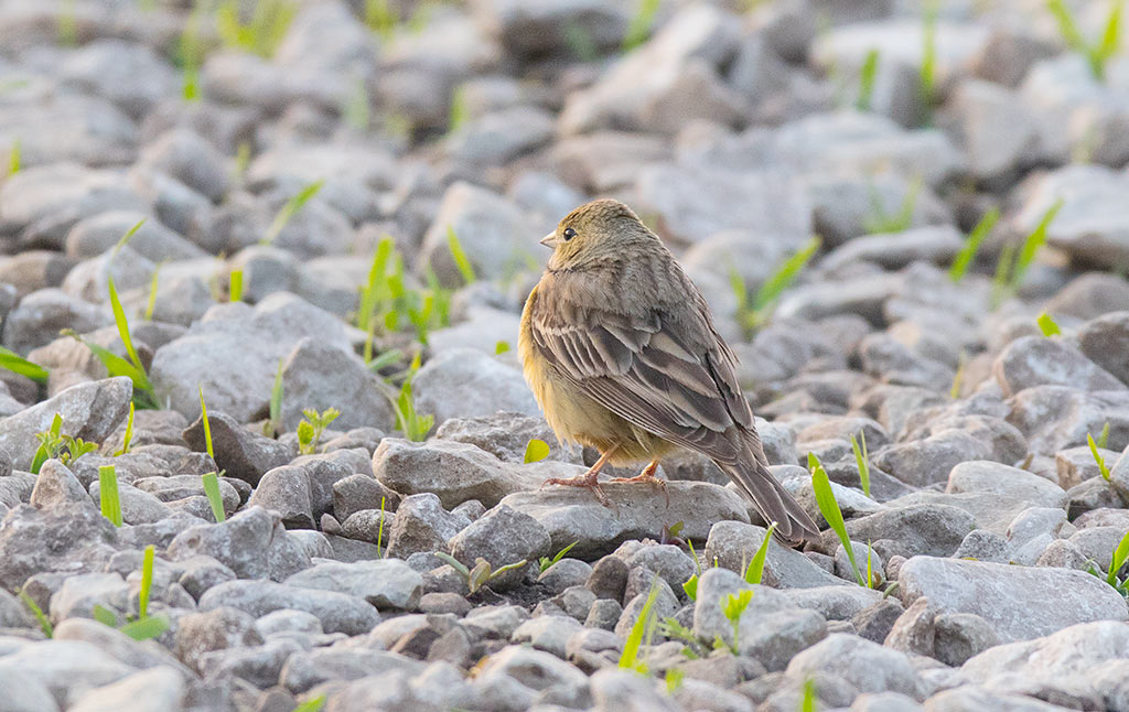 Cinereous Bunting (Emberiza cineracea)