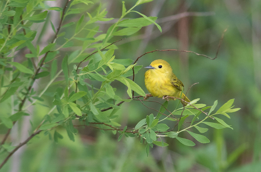 Yellow Warbler (Setophaga aestiva)