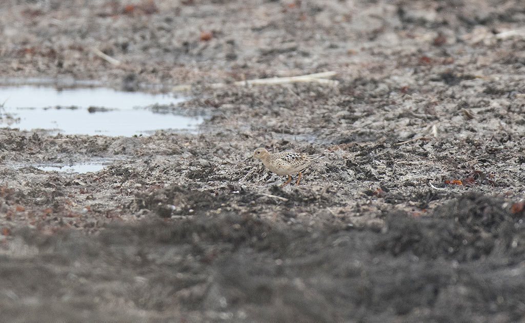 Buff-breasted Sandpiper (Calidris subruficollis)