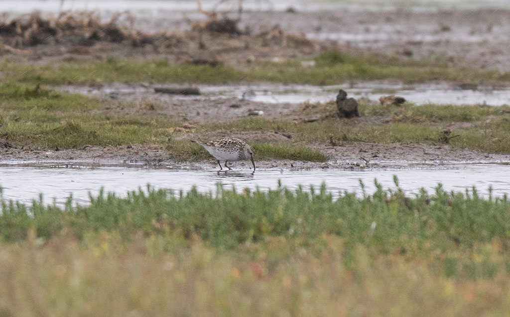 White-rumped Sandpiper (Calidris fuscicollis)