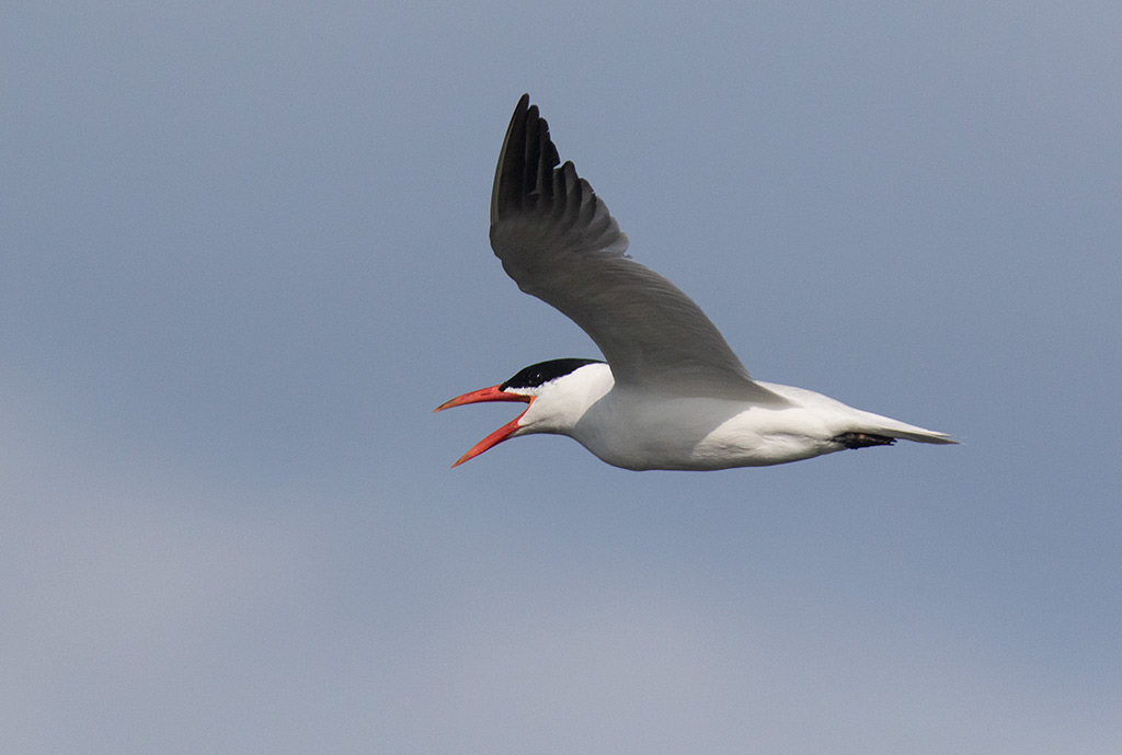 Caspian Tern (Hydroprogne caspia)