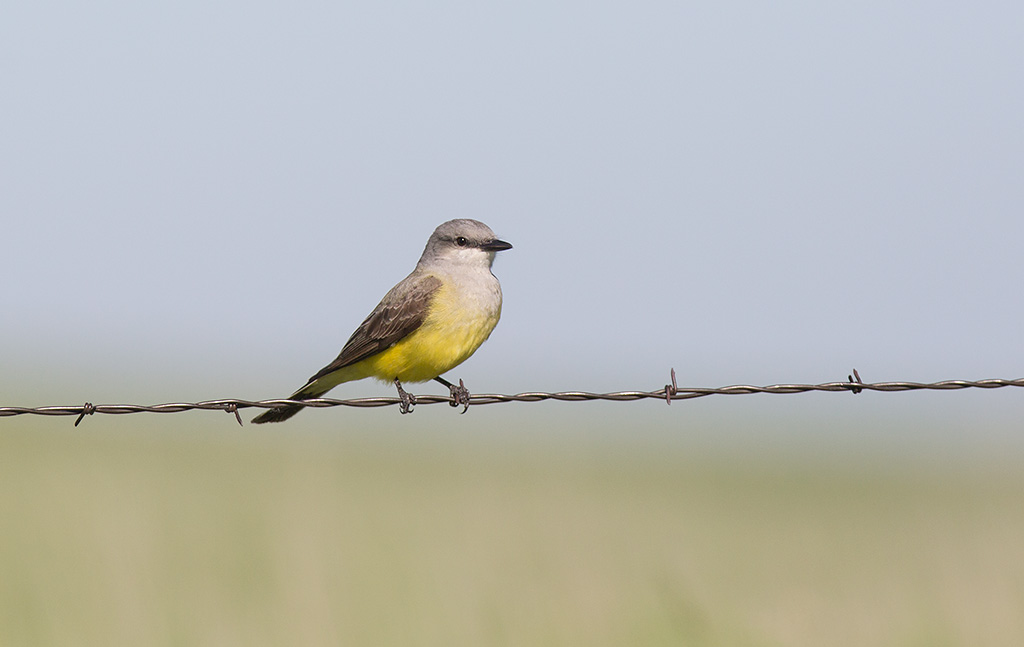 Western Kingbird (Tyrannus verticalis)