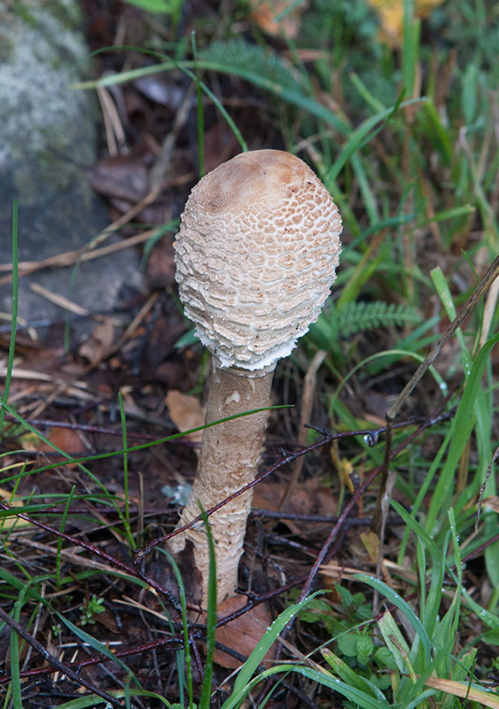 Stolt fjllskivling (Macrolepiota procera)