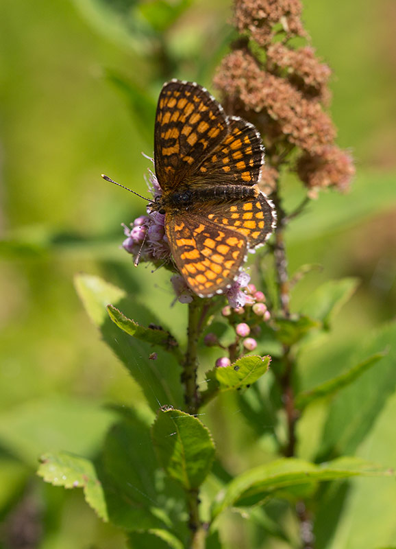 Skogsntfjril (Melitaea athalia)	