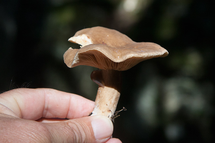 Rkriska (Lactarius fuliginosus)