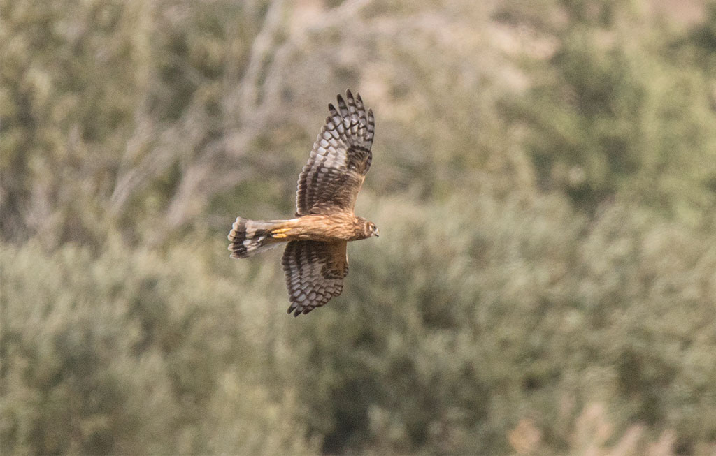 Northern Harrier (Circus cyaneus)