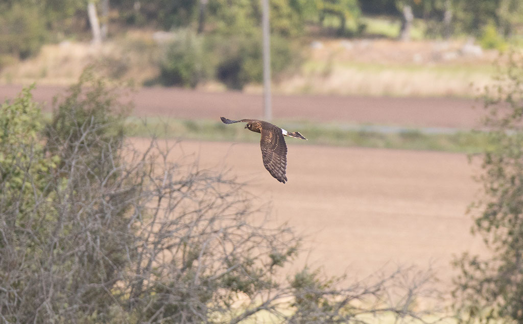 Northern Harrier (Circus cyaneus)