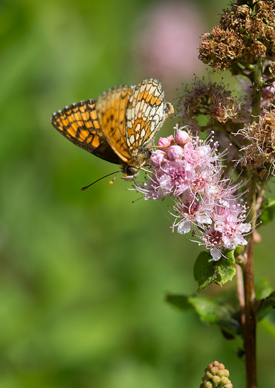 Skogsntfjril (Melitaea athalia)	