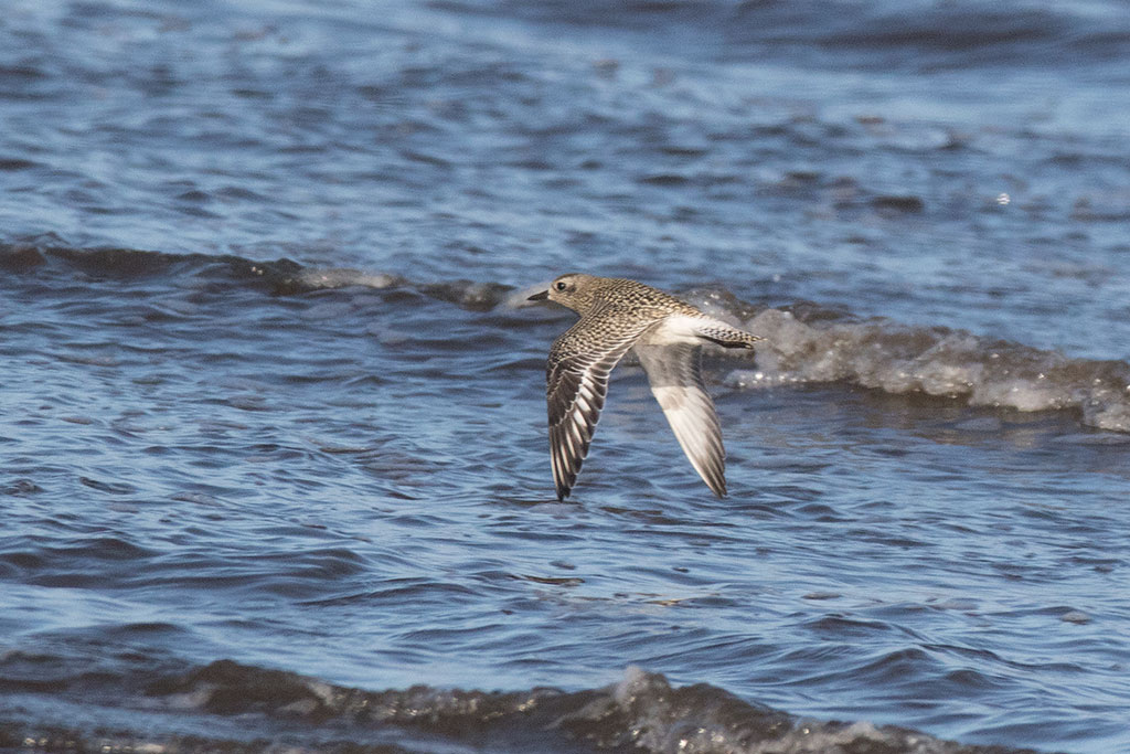 Black-bellied Plover (Pluvialis squatarola)