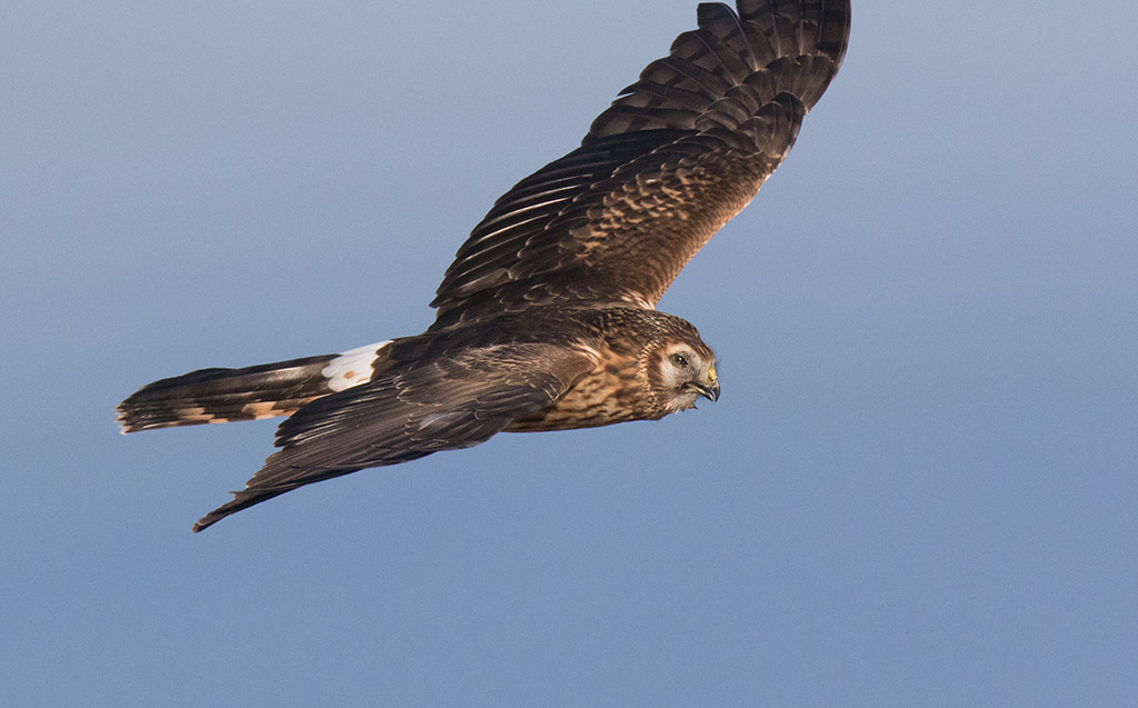 Northern Harrier (Circus cyaneus)	