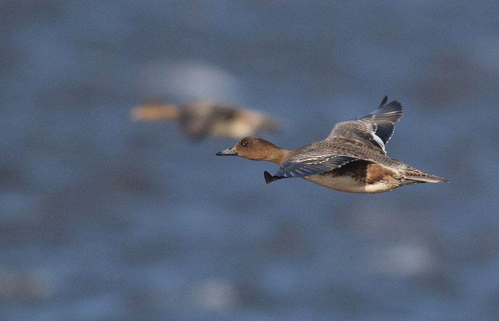 Eurasian Wigeon (Anas penelope)