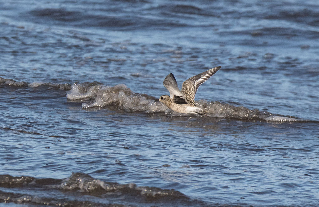 Black-bellied Plover (Pluvialis squatarola)