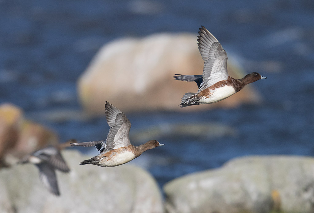 Eurasian Wigeon (Anas penelope)