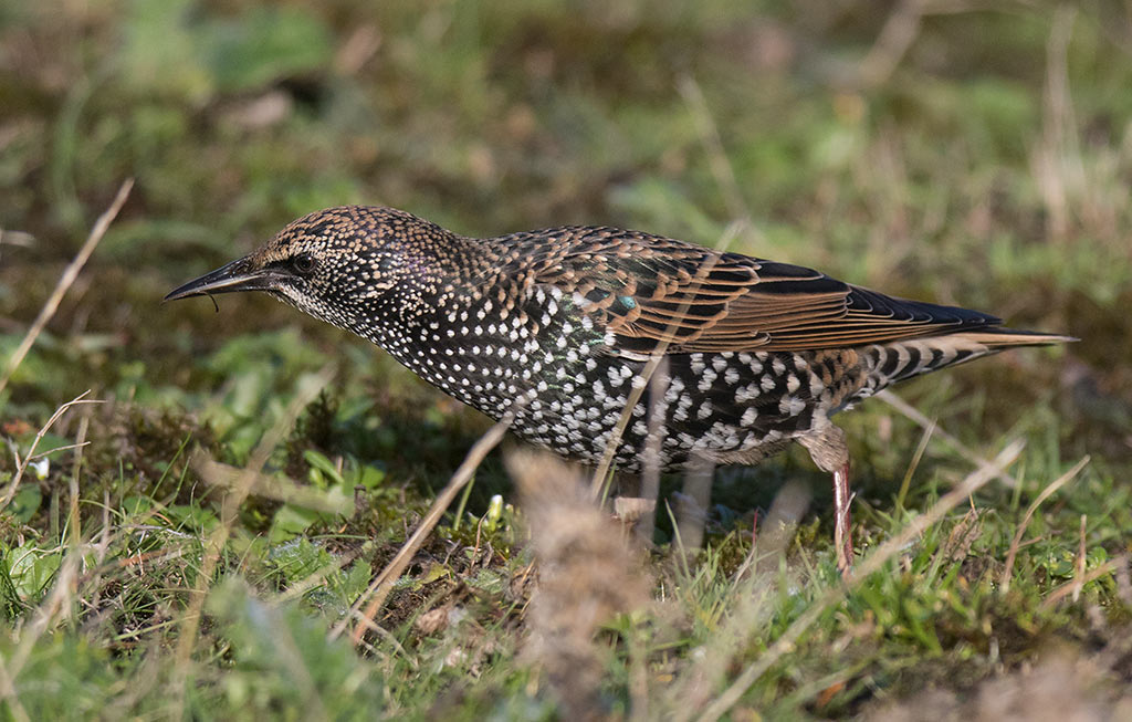 Common Starling (Sturnus vulgaris)	