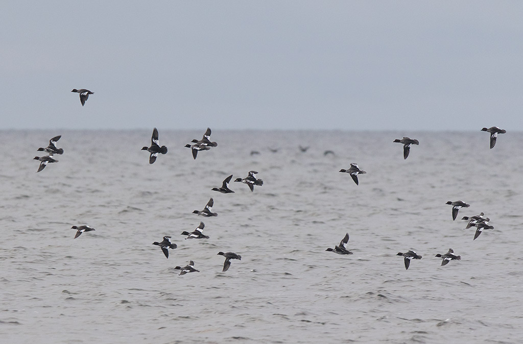 Common Goldeneye (Bucephala clangula)