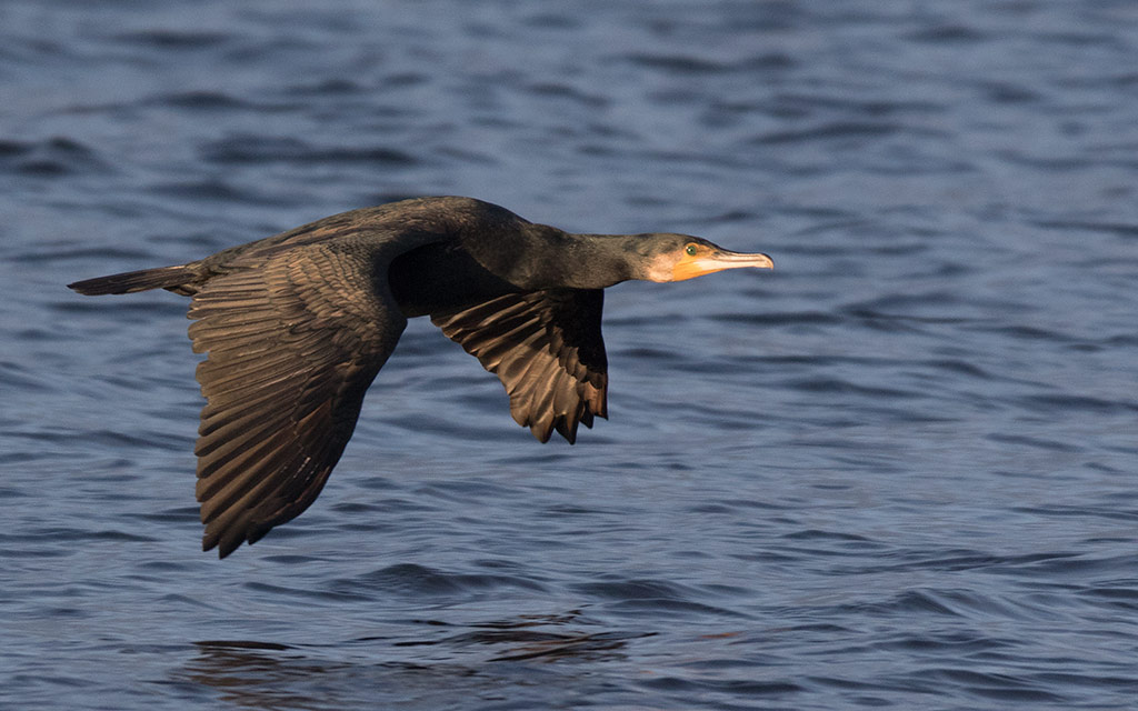 Great Cormorant (Phalacrocorax carbo)