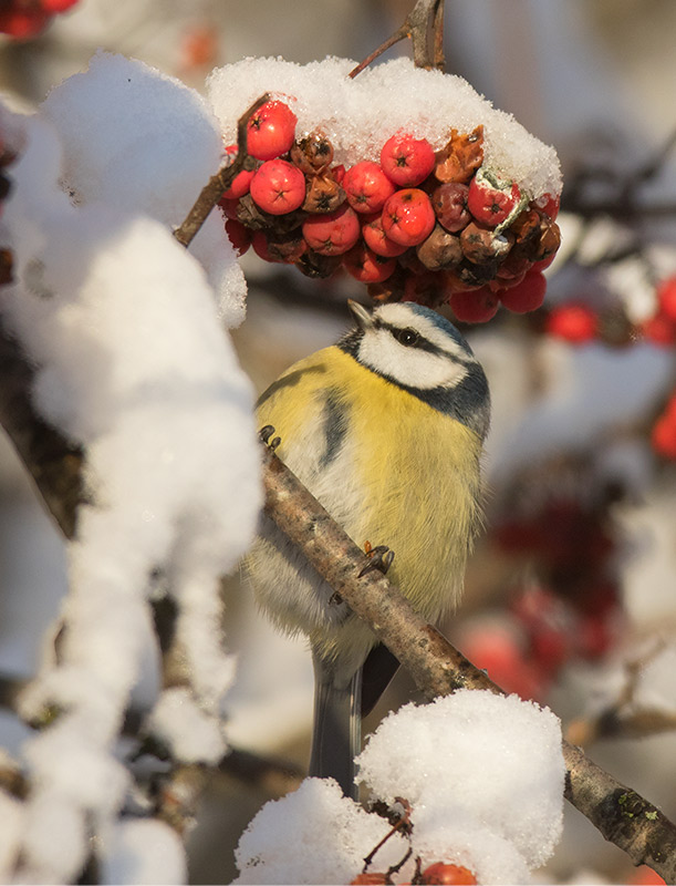 Eurasian Blue Tit (Cyanistes caeruleus)