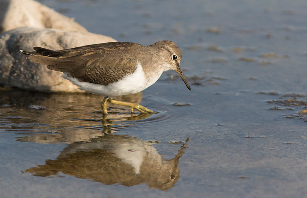 Common Sandpiper (Actitis hypoleucos)