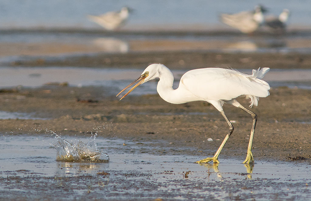 Western Reef-Heron (Egretta gularis)	