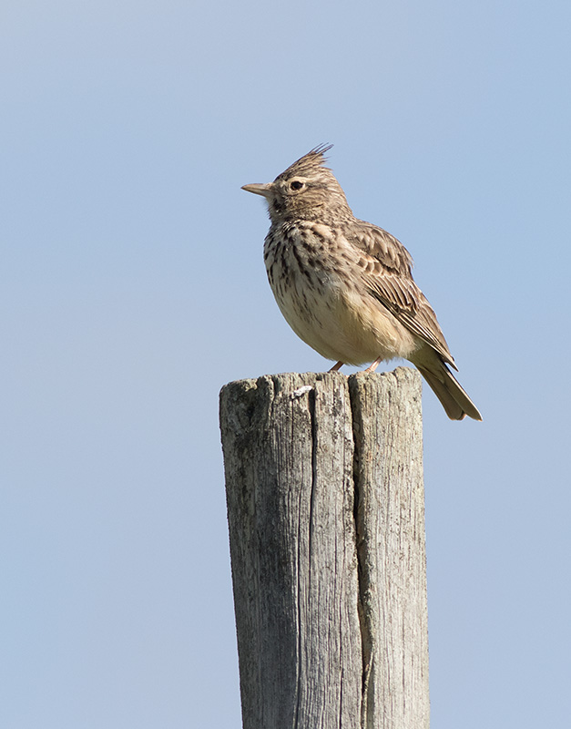Theklas Lark (Galerida theklae)