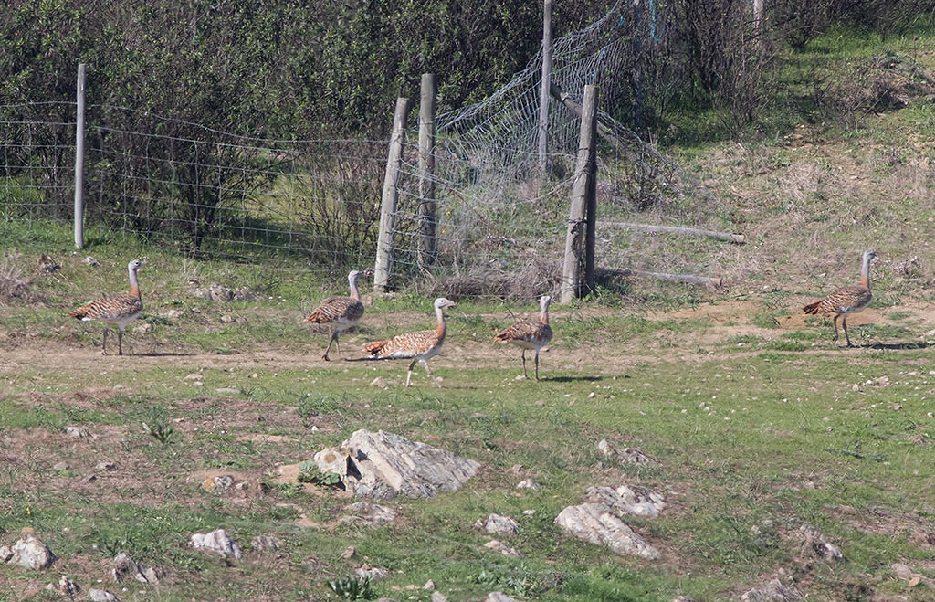 Great Bustard (Otis tarda)