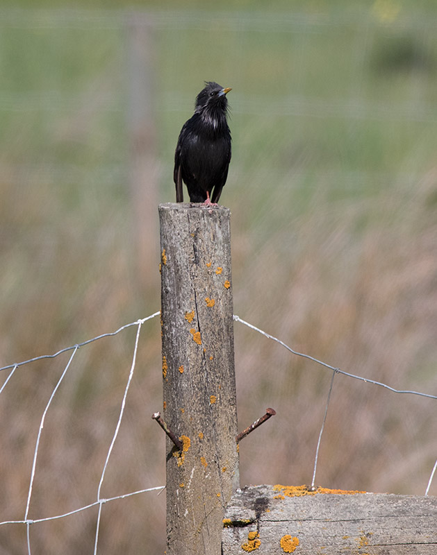Spotless Starling (Sturnus unicolor)
