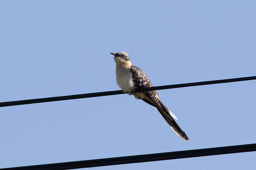 Great Spotted Cuckoo (Clamator glandarius)