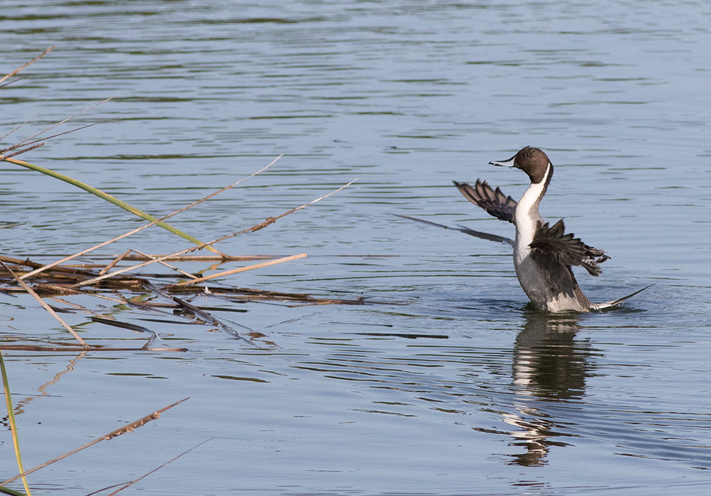 Northern Pintail (Anas acuta)