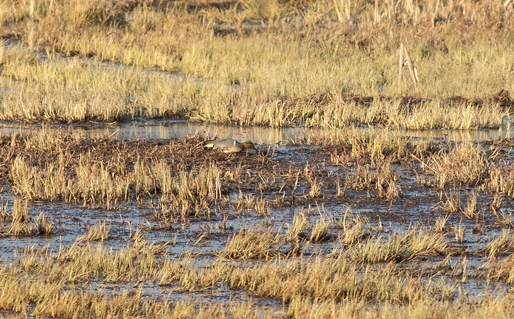 Green-winged Teal (Anas carolinensis)