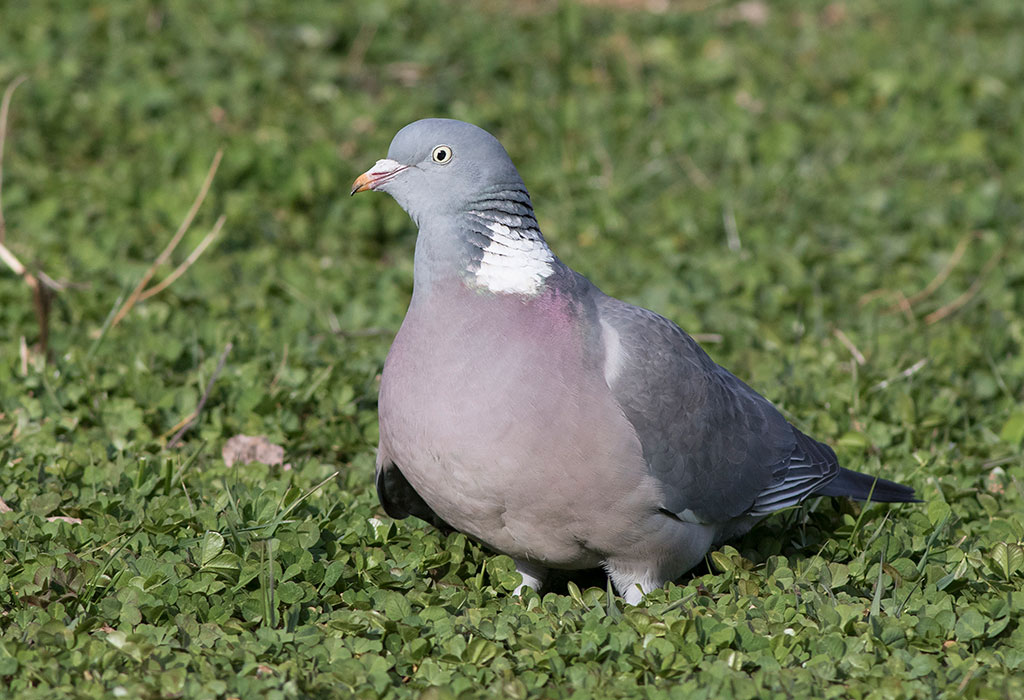 Common Wood Pigeon (Columba palumbus)