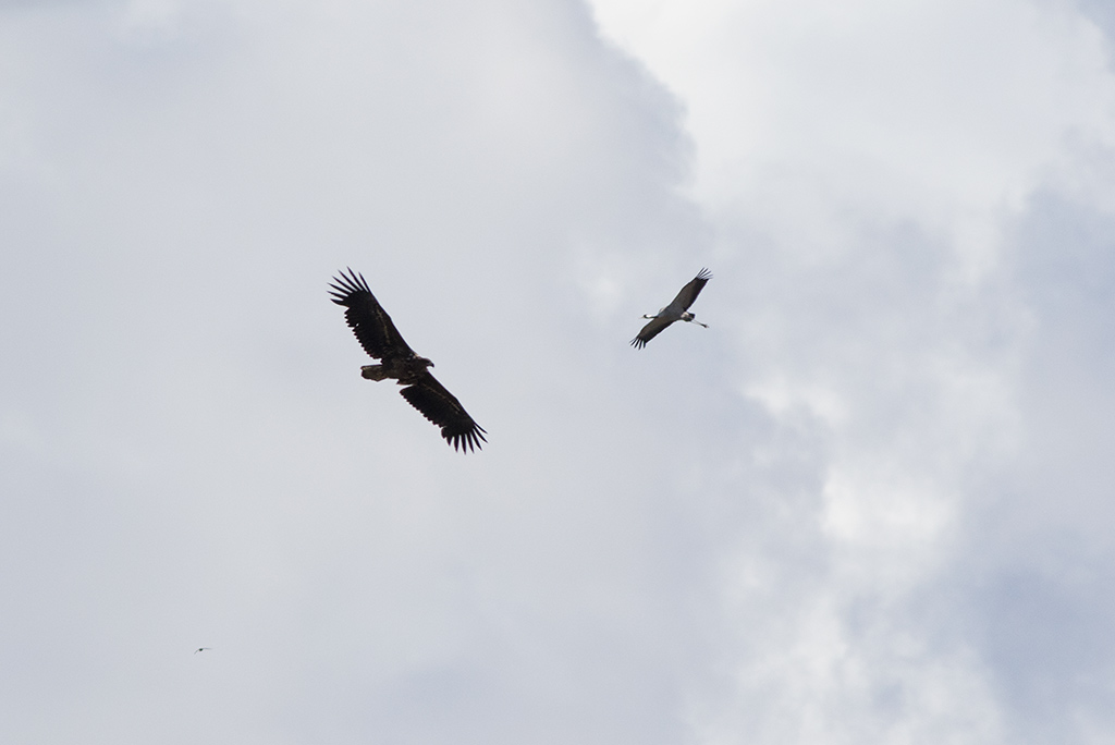 White-tailed Eagle (Haliaeetus albicilla)