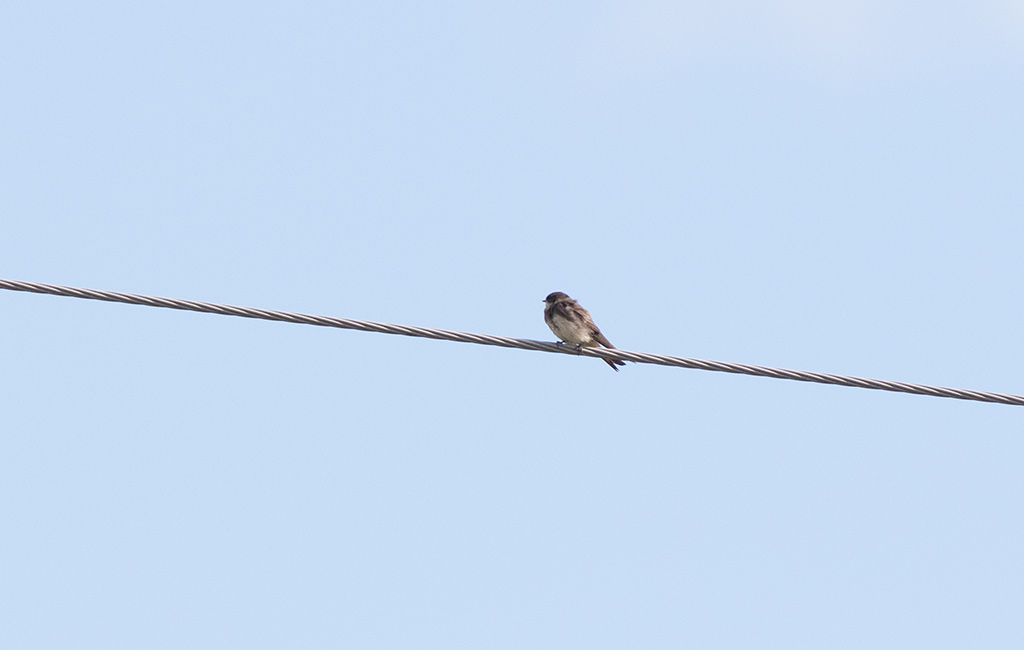 Bank Swallow (Riparia riparia)