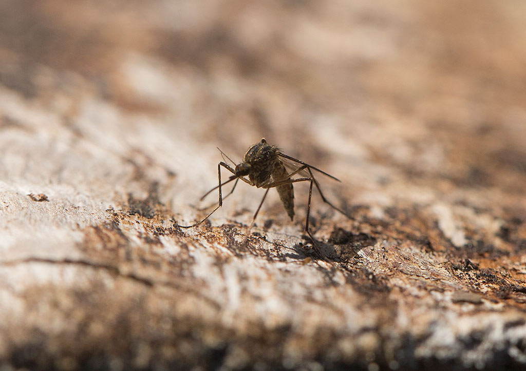 Skogstmygga (Aedes communis)