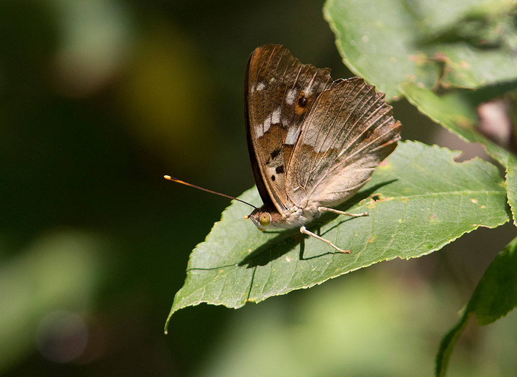 Aspskimmerfjril (Apatura ilia)