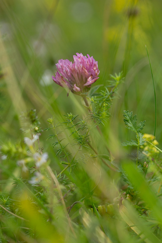 Rdklver (Trifolium pratense)