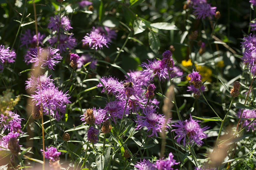 Rdklint (Centaurea jacea)