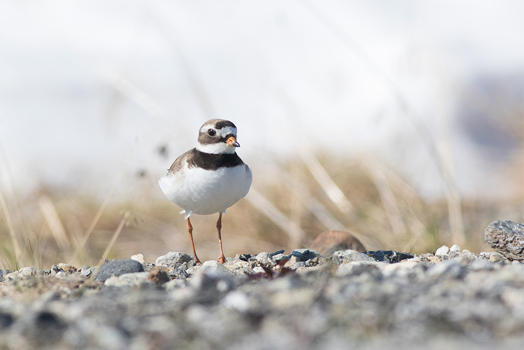 Common Ringed Plover (Charadrius hiaticula)	