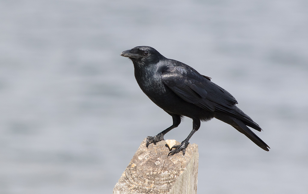 Fish Crow (Corvus ossifragus)