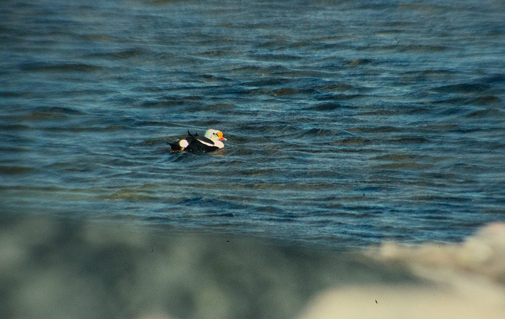 King Eider (Somateria spectabilis)