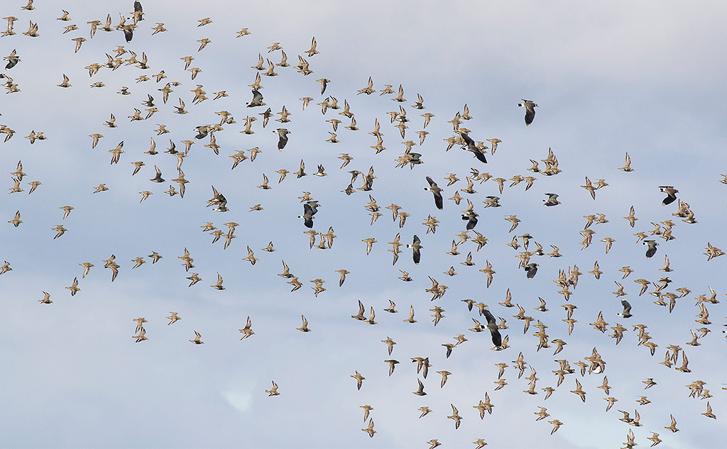 European Golden Plover (Pluvialis apricaria)