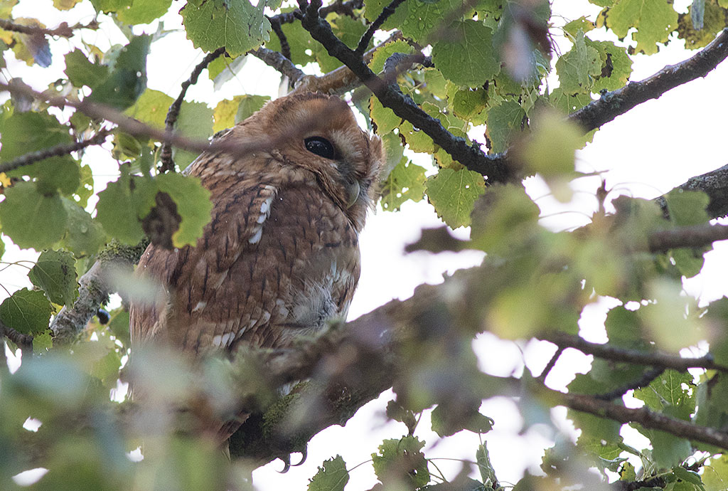 Tawny Owl (Strix aluco)