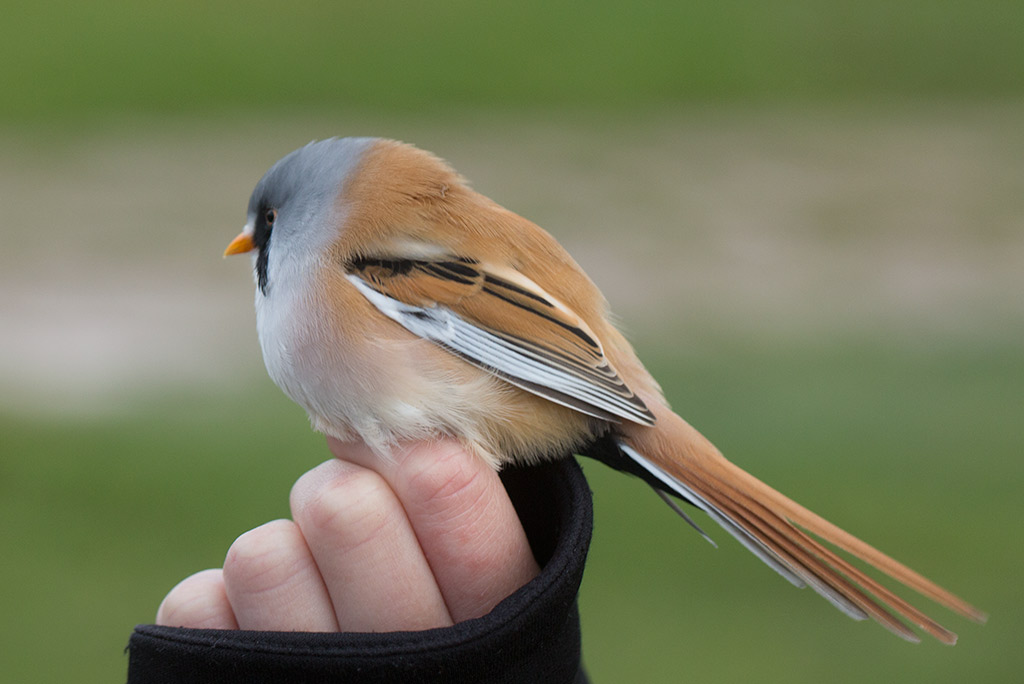 Bearded Reedling (Panurus biarmicus)