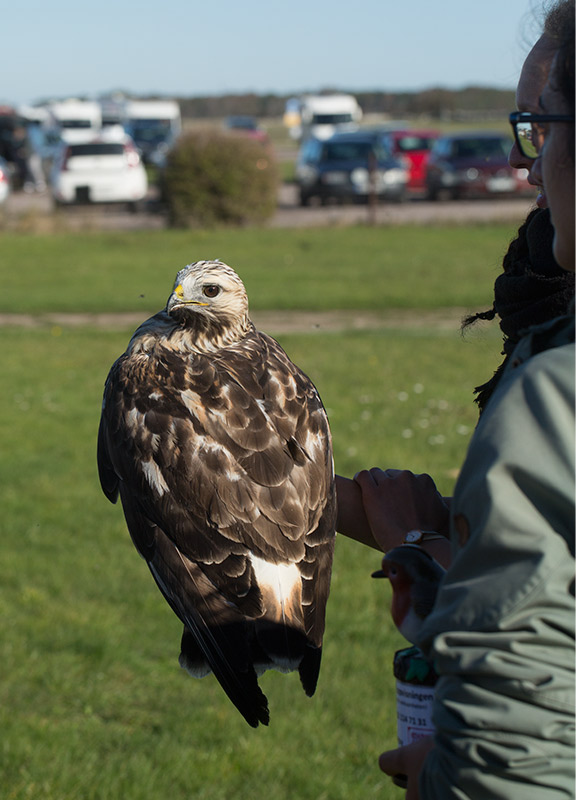 Rough-legged Buzzard (Buteo lagopus)	