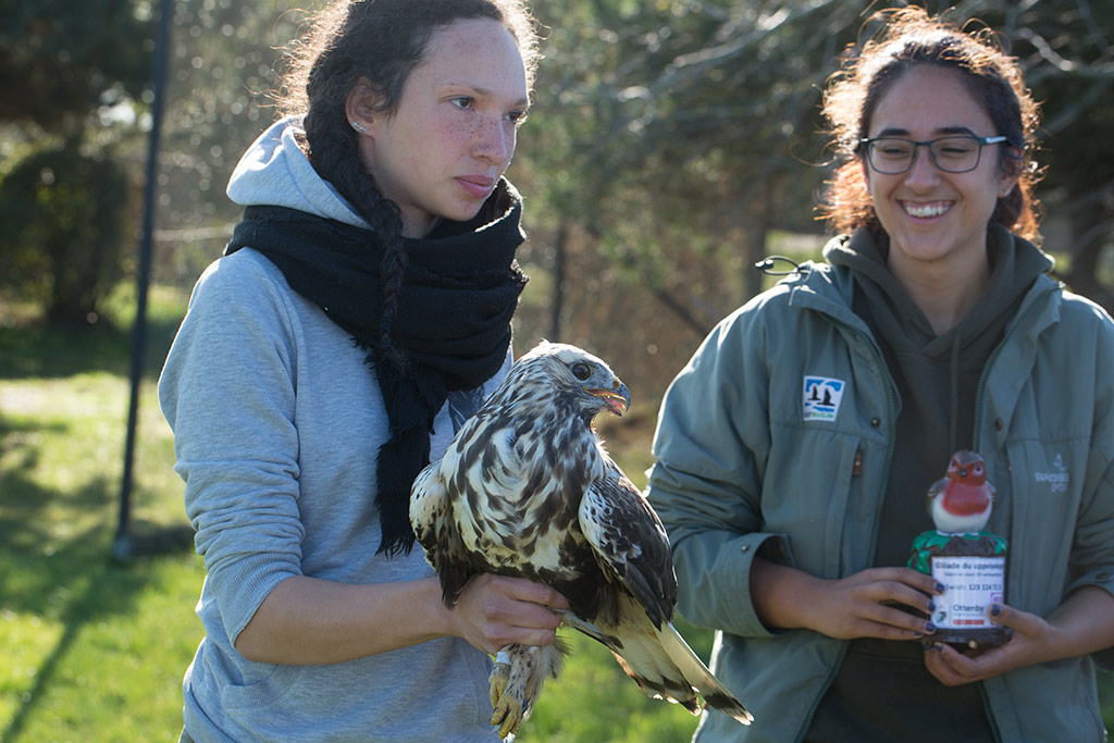 Rough-legged Buzzard (Buteo lagopus)	