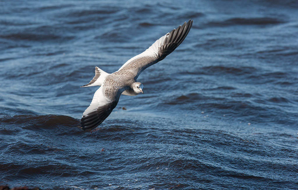 Sabines Gull (Xema sabini)