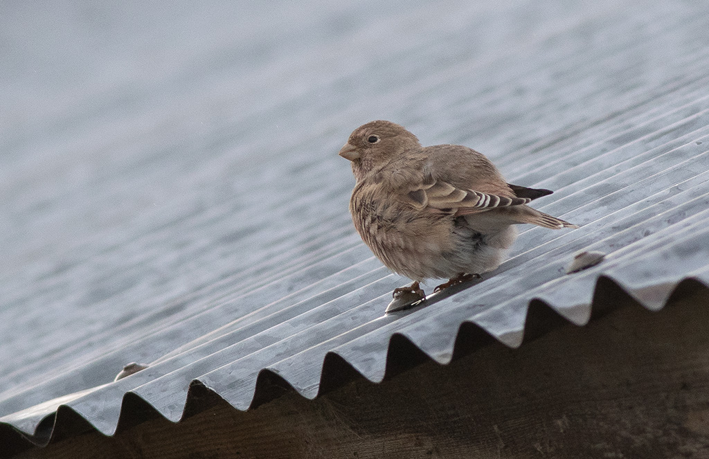 Mongolian Finch (Bucanetes mongolicus)