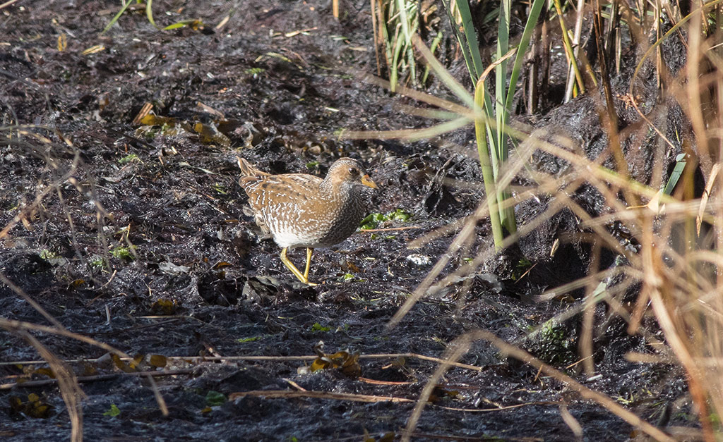 Spotted Crake (Porzana porzana)	