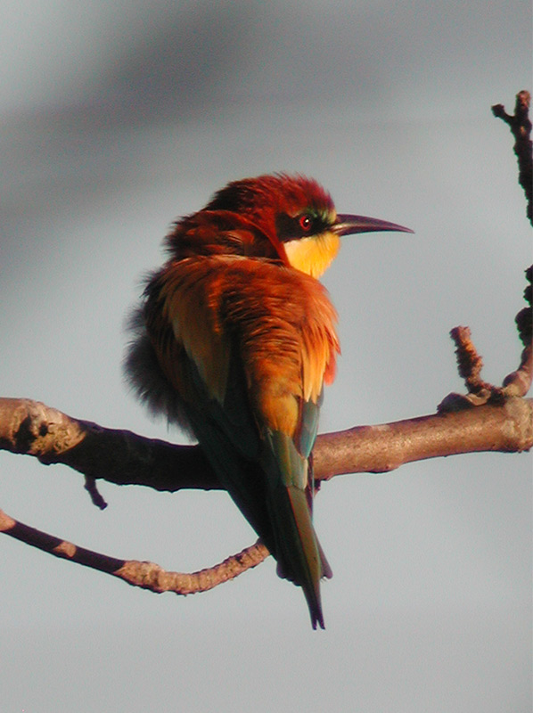 European Bee-eater (Merops apiaster)