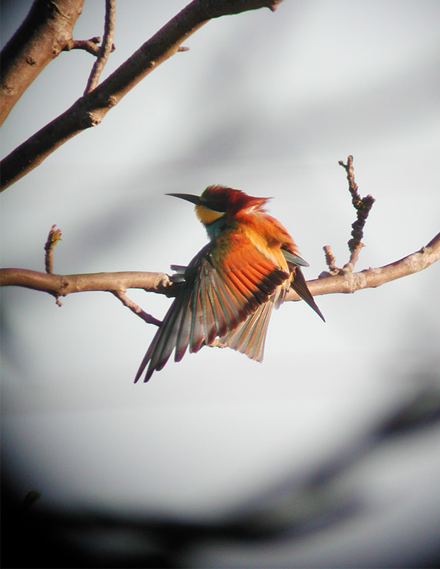 European Bee-eater (Merops apiaster)