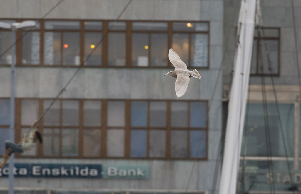 Glaucous Gull (Larus hyperboreus)